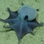 Galápagos Adaları'nda Yeni Bir Minik Ahtapot Türü Keşfedildi
