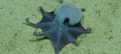 Galápagos Adaları’nda Yeni Bir Minik Ahtapot Türü Keşfedildi