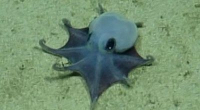 Galápagos Adaları’nda Yeni Bir Minik Ahtapot Türü Keşfedildi