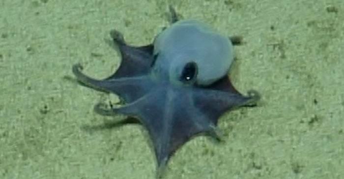 Galápagos Adaları’nda Yeni Bir Minik Ahtapot Türü Keşfedildi