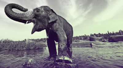 AI Destekli Uyarı Sistemleri Hindistan’da Fili ve İnsanları Çatışmalardan Koruyor