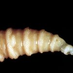 Güney Texas'ta Et Yiyen Screwworm Enfeksiyonu Tespit Edildi, ABD Çiftçilik Bakanlığı Açıkladı