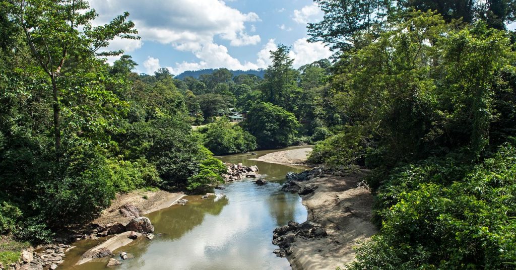 Borneo’nun Tropikal Ormanlarında Yeni Bir ‘Parazit Paraziti’ Keşfedildi