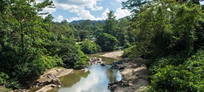 Borneo’nun Tropikal Ormanlarında Yeni Bir ‘Parazit Paraziti’ Keşfedildi