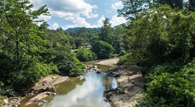 Borneo’nun Tropikal Ormanlarında Yeni Bir ‘Parazit Paraziti’ Keşfedildi