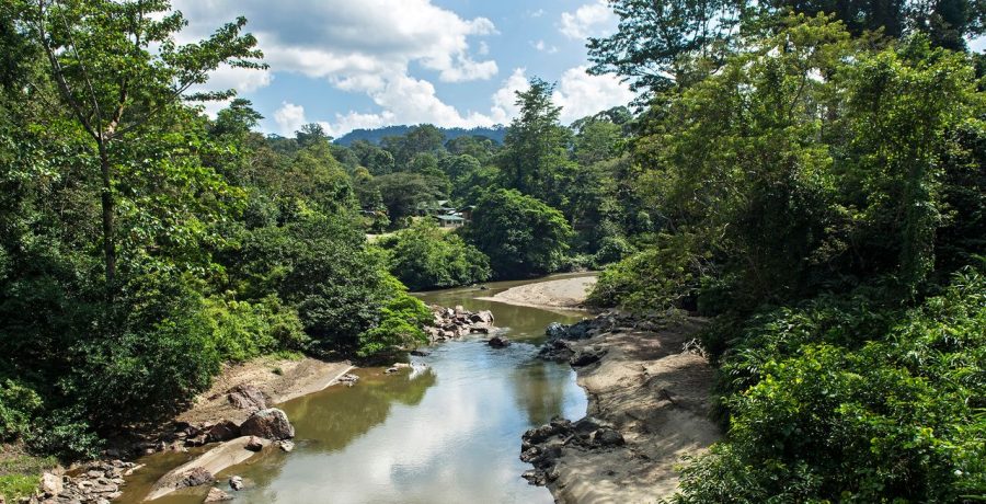 Borneo'nun Tropikal Ormanlarında Yeni Bir 'Parazit Paraziti' Keşfedildi