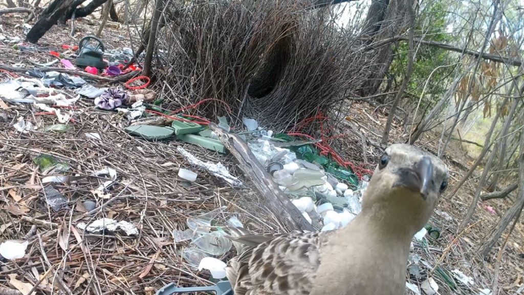 Avustralya’lı erkek bowerbird’lar, parlak insan yapımı nesnelerle dişileri etkilemeye çalışıyor