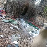Avustralya'lı erkek bowerbird'lar, parlak insan yapımı nesnelerle dişileri etkilemeye çalışıyor