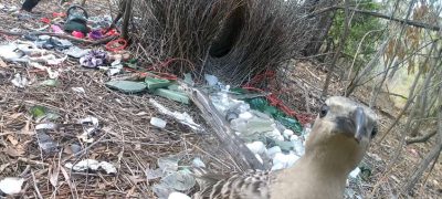 Avustralya’lı erkek bowerbird’lar, parlak insan yapımı nesnelerle dişileri etkilemeye çalışıyor