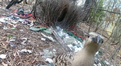 Avustralya’lı erkek bowerbird’lar, parlak insan yapımı nesnelerle dişileri etkilemeye çalışıyor