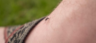 AI Destekli Lazerlerle Sivrisinek Öldürmek Artık Gerçek