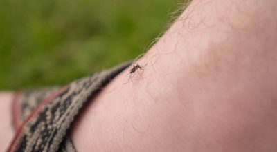 AI Destekli Lazerlerle Sivrisinek Öldürmek Artık Gerçek